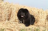 CHOW CHOW 013